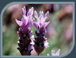 Kishorit Image